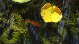 Goldfish, Gamble House, Pasadena, CA